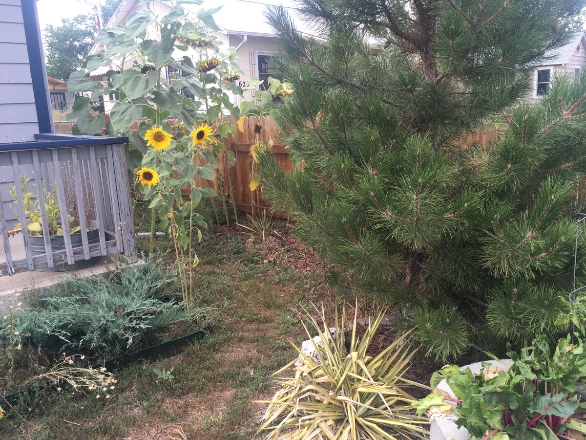 Various plants including a decent-sized pine