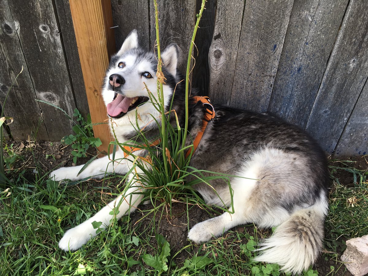 Our sweet husky Nyla